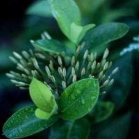 張芷瑜